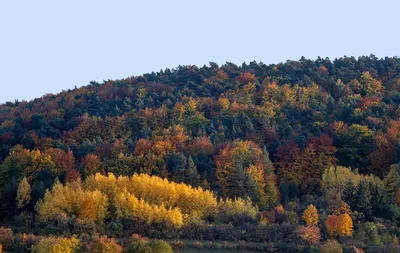 Осенний Лес Буковый Окраска - Бесплатное фото на Pixabay - Pixabay
