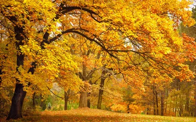 Осенний лес фото фото