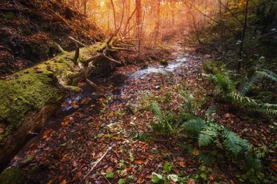Осенний лес» картина Тикуновой Ольги маслом на холсте — купить на ArtNow.ru
