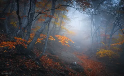 Осенний лес с солнцем и живыми листьями Стоковое Изображение - изображение  насчитывающей утро, пуща: 157448893
