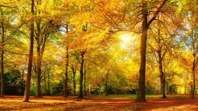 Рыжая пятница] Осенний лес | Пикабу