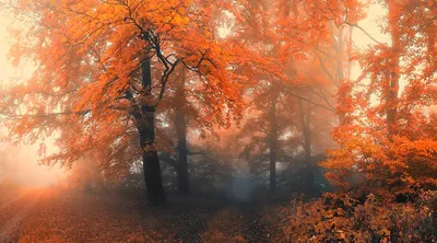 Осенний лес пейзаж (47 фото) - 47 фото