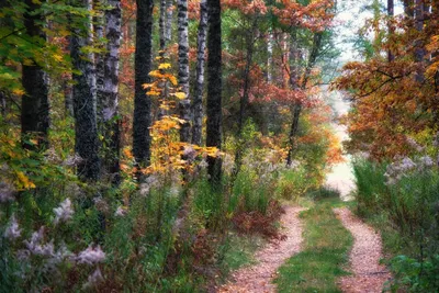 Осенний лес – картина в раме - купить оптом и в розницу, цена, доставка
