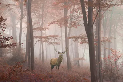 Картина по номерам \"Осенний лес\"