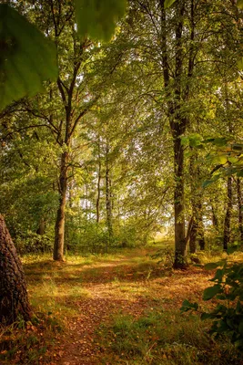 Осенний лес\" | Променад с фотоаппаратом | Дзен
