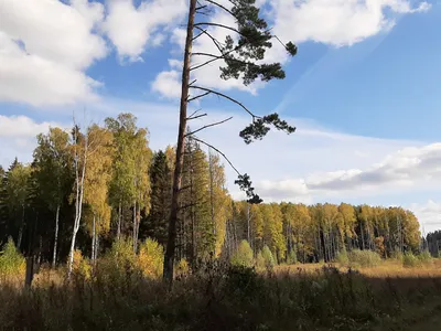 Картина \"Осенний лес в горах\" желтые деревья