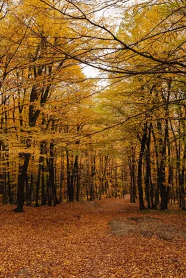 Осенний лес фото 72 фото