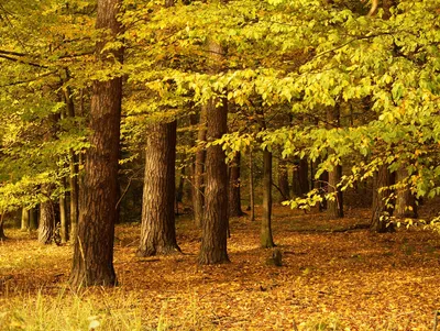 Осенний лес, трасса, яркие цвета , …» — создано в Шедевруме