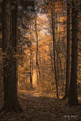 Осенний лес | Лес, Осень