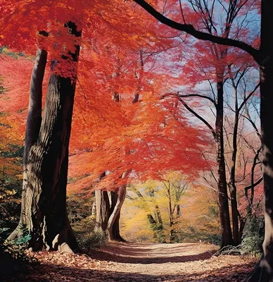 Красивый осенний лес :: Стоковая фотография :: Pixel-Shot Studio