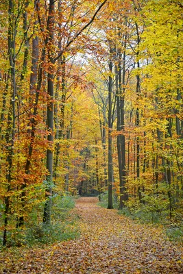 Осенний лес — Фото №1385869