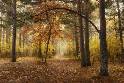 Красивый Осенний Лес С Яркими Красочными Листьями. Дорога Через Осенний Лес.  Фотография, картинки, изображения и сток-фотография без роялти. Image  83886562