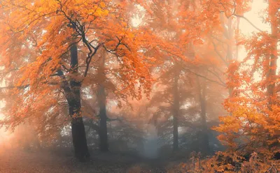 Осенний Лес — стоковые фотографии и другие картинки Без людей - Без людей,  Вертикальный, Гора - iStock