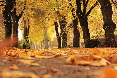 Картины: Осенний лес в интернет-магазине Ярмарка Мастеров по цене 2125 ₽ –  PXAS6BY | Картины, Москва - доставка по России