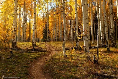 Осенний лес... фото прогулка. -\"Деревья стояли и смотрели на осень...\"