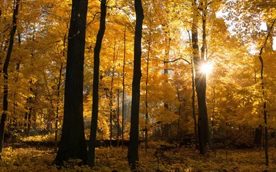 Осенний рассвет - Плэйкасты - Флора и Фауна, Времена года