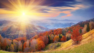 Осенний Рассвет — стоковые фотографии и другие картинки Осень - Осень,  Ландшафт, Лес - iStock