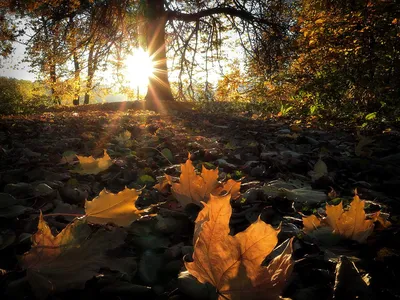 Картина «Осенний рассвет на реке», Ольга Дарчук