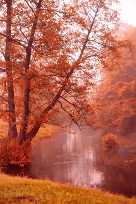 Осенний рассвет: фото, изображения и картинки