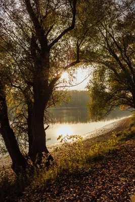 File:Березовка. Осенний рассвет. - panoramio.jpg - Wikimedia Commons