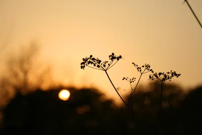 Осенний закат | Sunset, Celestial, Outdoor