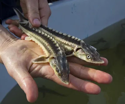 🐟 Купить осетра: цена рыбы за кг от 6865 руб в Москве, доставка -  интернет-магазин Дикоед