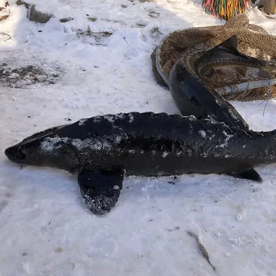 Виды рыб, которые водятся в водоёмах экопарка «Акварель»