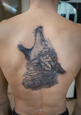 Оскал волка татуировки (79 фото)