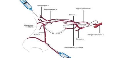 Врач-косметолог. Санкт-Петербург - 🔹Возможности филлеров и их состав:  https://www.instagram.com/p/CG2XuxJAIuO/ 🔹Показатели филлеров для  косметологов: https://www.instagram.com/p/CGr9voEAPfs/ 🔹Гиалуроновая  кислота в филлерах: https://www.instagram ...