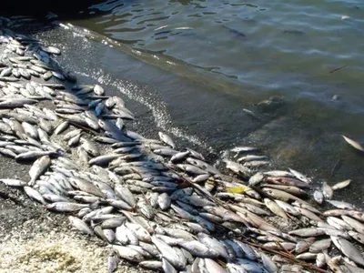 🐟рыба Маринка и Осман,Киргизия 🐟 ☑️Видео и фото от рыбака 🎣… | Instagram