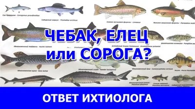 Знакомьтесь - монгольский большеротый осман