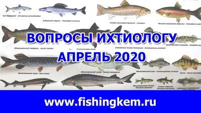 rusakfishing #fishing #рыбалка #2023 #отдых #life #природа #горы #рыб... |  TikTok