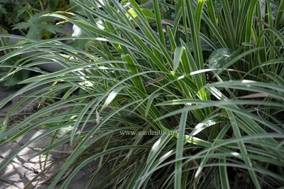Культурная осока — привычное растение садового ландшафта, многообразие  видов и варианты их использования, как ухаживать - 15 фото