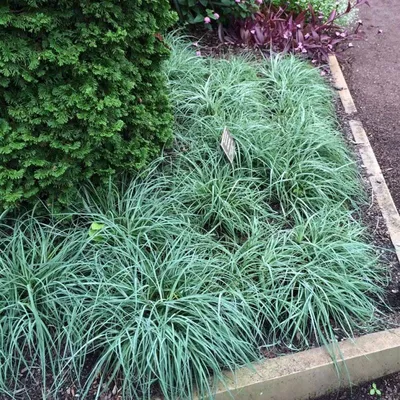 Осока декоративная:. Серебряные Wheatgrass. Синяя осока. Полосатые зеленая  трава Variegated Foliosissima F Morrowii осокы танца ос Стоковое Фото -  изображение насчитывающей зеленый, природа: 176570218