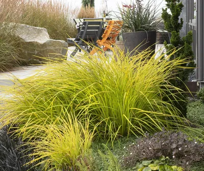 Осока декоративная: описание, выращивание, использование в дизайне Сорт  Bowle's Golden | Водные растения, Дизайн, Клумбы