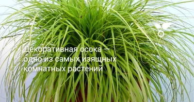 Осока власовидная Frosted Curls - Осока - GardenPlants