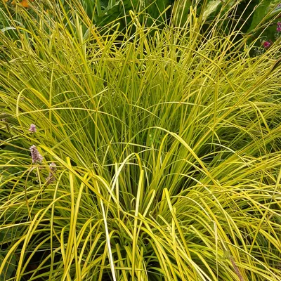 Carex brunnea 'Racing Green', Осока коричневатая 'Рейсинг Грин' |  landshaft.info