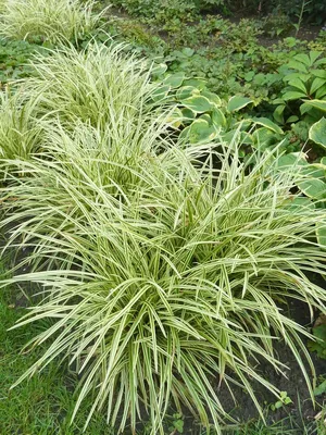 Осока власовидная 'Frosted Curls' (Carex comans 'Frosted Curls')