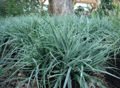 Осока декоративная:. Серебряные Wheatgrass. Синяя осока. Полосатые зеленая  трава Variegated Foliosissima F Morrowii осокы танца ос Стоковое Фото -  изображение насчитывающей флора, зеленый: 176568576