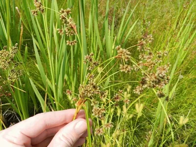 Осока птиценожковая Variegata - Осока - GardenPlants