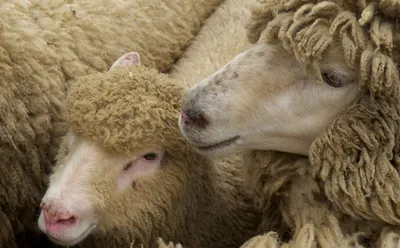 Сергиев Посад.RU | Памятка владельцам сельскохозяйственных животных по  профилактике оспы овец и коз | Животные