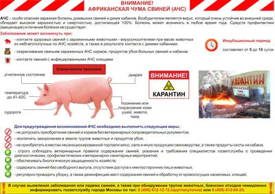 12 июля 2023 г. в д. Карабай-Шемурша проведено совещание по вопросу  недопущения африканской чумы свиней | 12.07.2023 | Шемурша - БезФормата