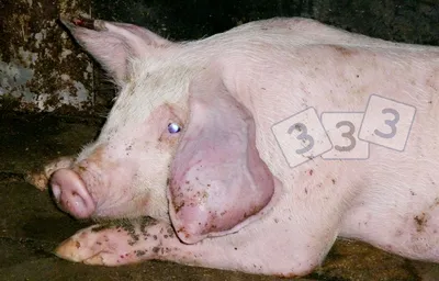 Опухоль уха - Атлас патологий свиней - pig333.ru, от фермы к рынку