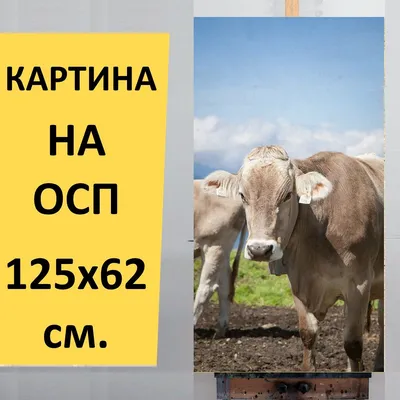 В Приамурье началась массовая вакцинация скота от ЗУД | Ветеринария и жизнь