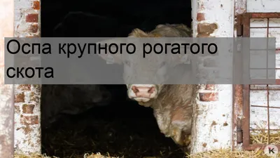 Каталог продукции и услуг ФГБУ «ВНИИЗЖ»