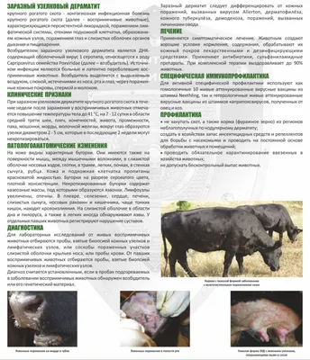 Внимание! Начались вакцинации крупного и мелкого рогатого скота против  заразного узелкового дерматита КРС и оспы овец.