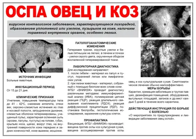 Редкое вирусное заболевание обнаружили у коров на Ставрополье