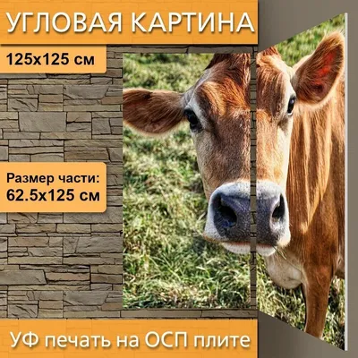 Оспа у коров, коровья оспа, оспа коров (фото и видео) | Спаси Господи | Дзен