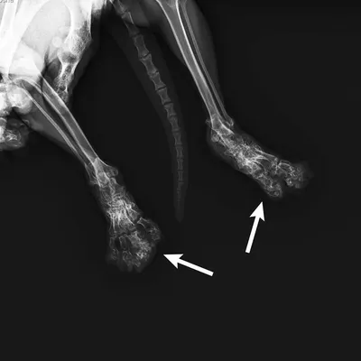Остеохондродисплазия у кошек - Ветеринарный Центр «Прайд»