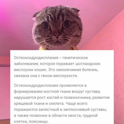 Шотландская вислоухая кошка — Википедия